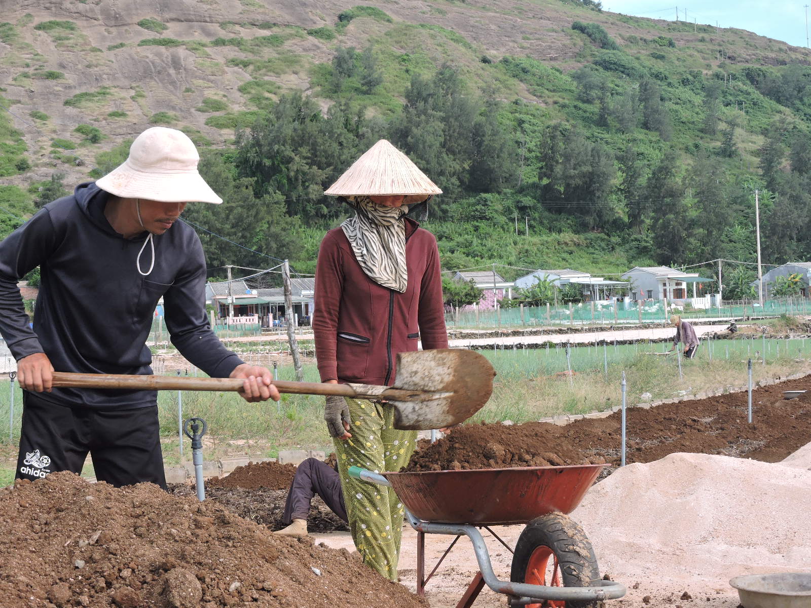 Hiệu quả phong trào nông dân sản xuất, kinh doanh giỏi ở Lý Sơn